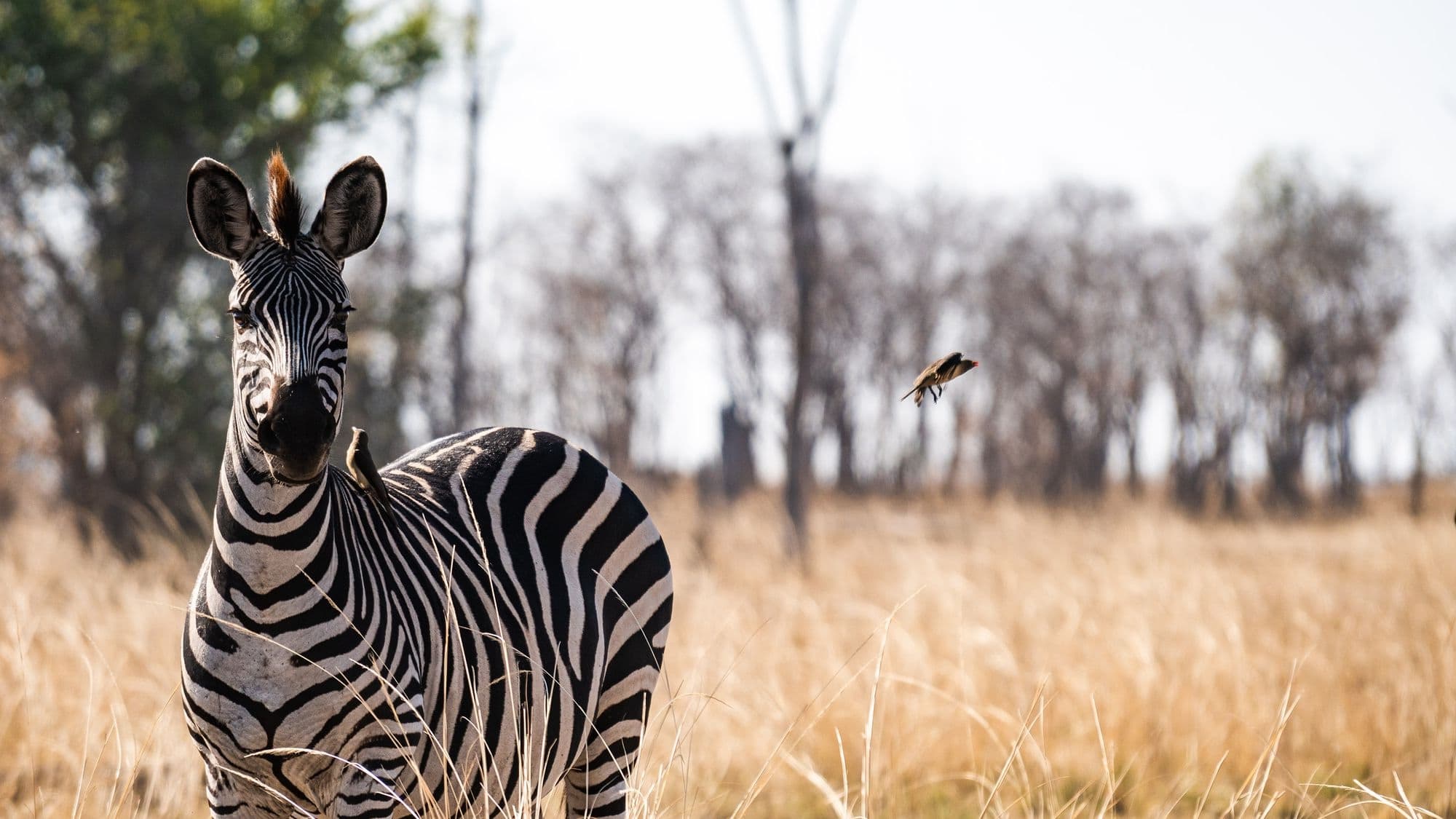 Zebra standing in dry grassland, looking at camera. Flying insect visible nearby. Bare trees in background.