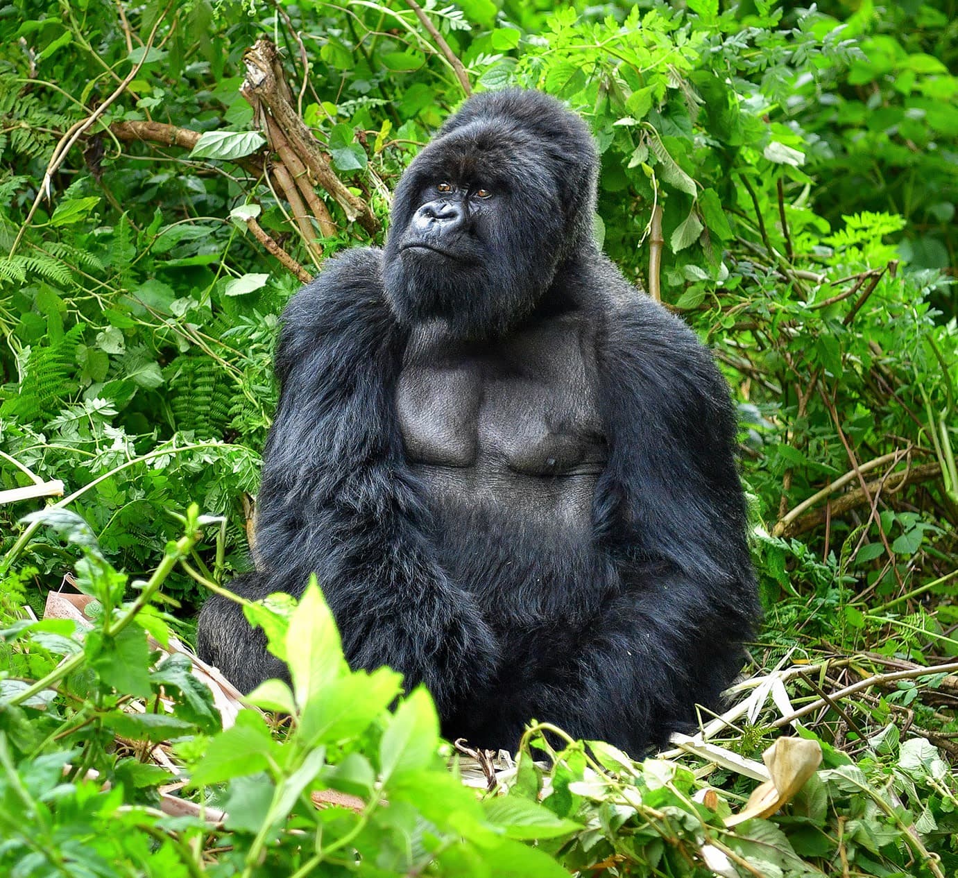 Silverback Mountain Gorilla