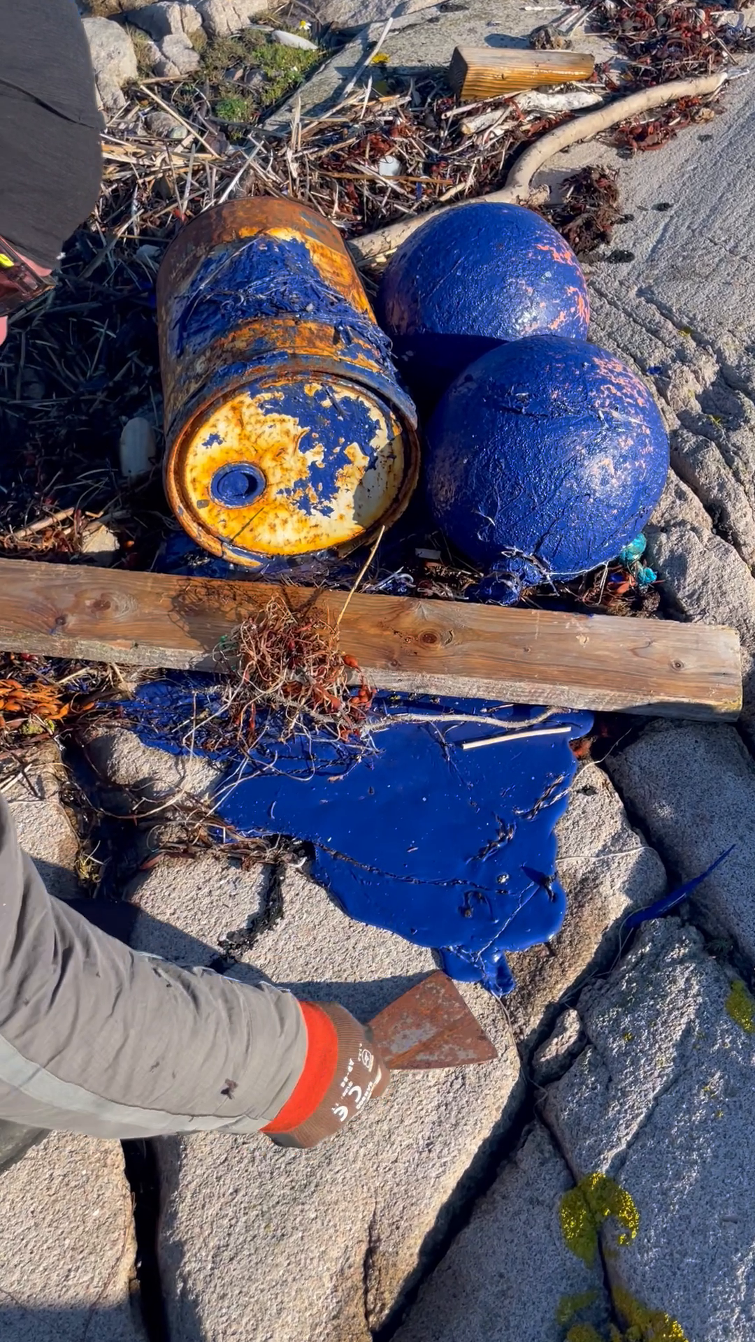 A bucket with blue paint - a day to cleanup.
Even the seaweed at the beach were Blue!