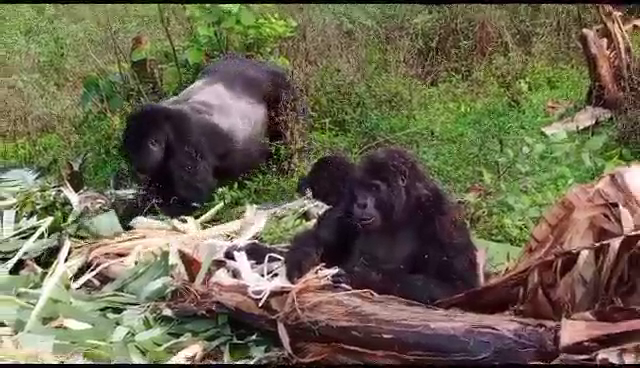 Human-wildlife conflicts remain a threat to the endangered mountain gorillas around Bwindi Impenetrable National Park. In this video, we bring you footage of the Kanywani gorilla group feeding in a banana plantation in Mukono parish in the Northern Sector of Bwindi, highlighting the urgent need for sustainable solutions to protect both gorillas and livelihoods.

The Gorilla Guardians of Bwindi are always on guard to safely herd gorillas back to the forest whenever such incidences happen, as they are seen demonstrating in the second video. 🦍🦍🦍🦍🦍