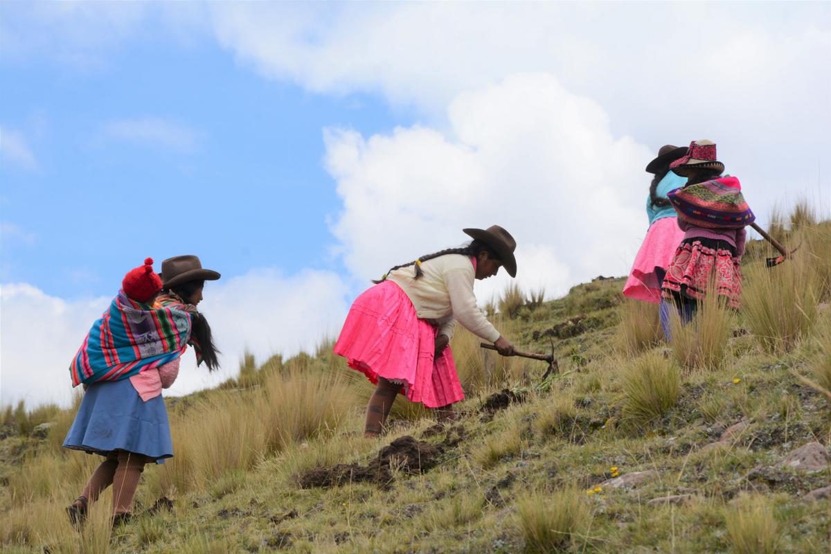 Andean women in traditional colorful dress working on a grassy hillside, using tools to tend the land against a blue sky backdrop.