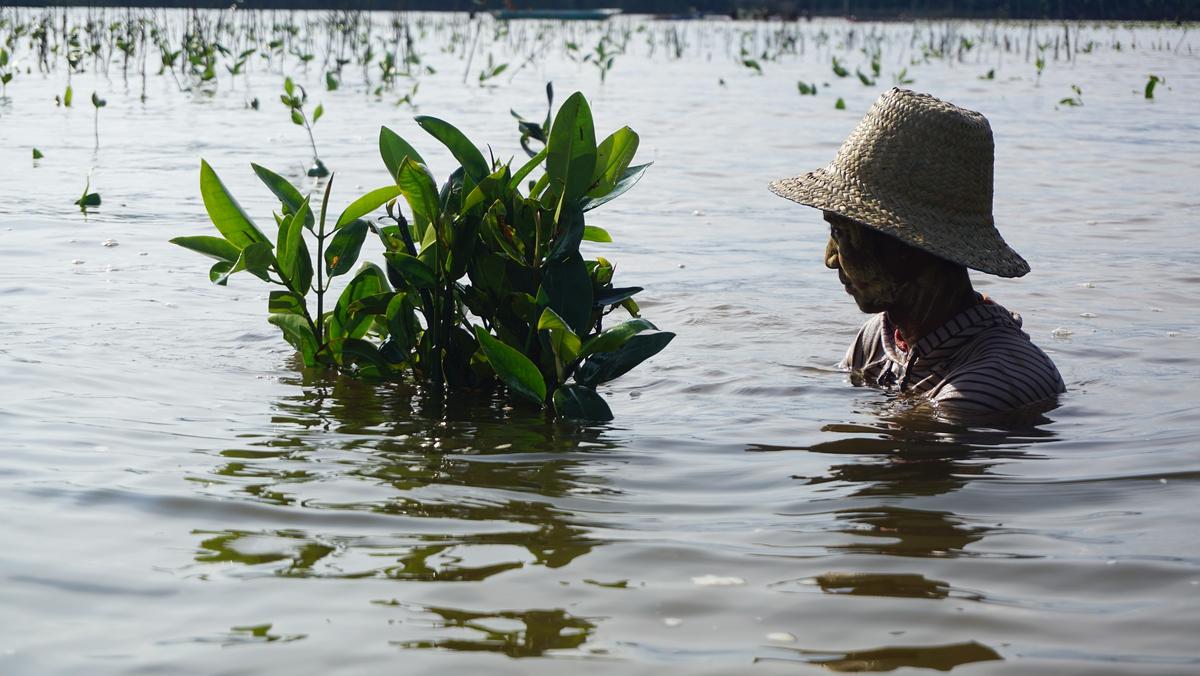 Person in straw hat wading in water, tending to young mangrove plants in a flooded coastal area.