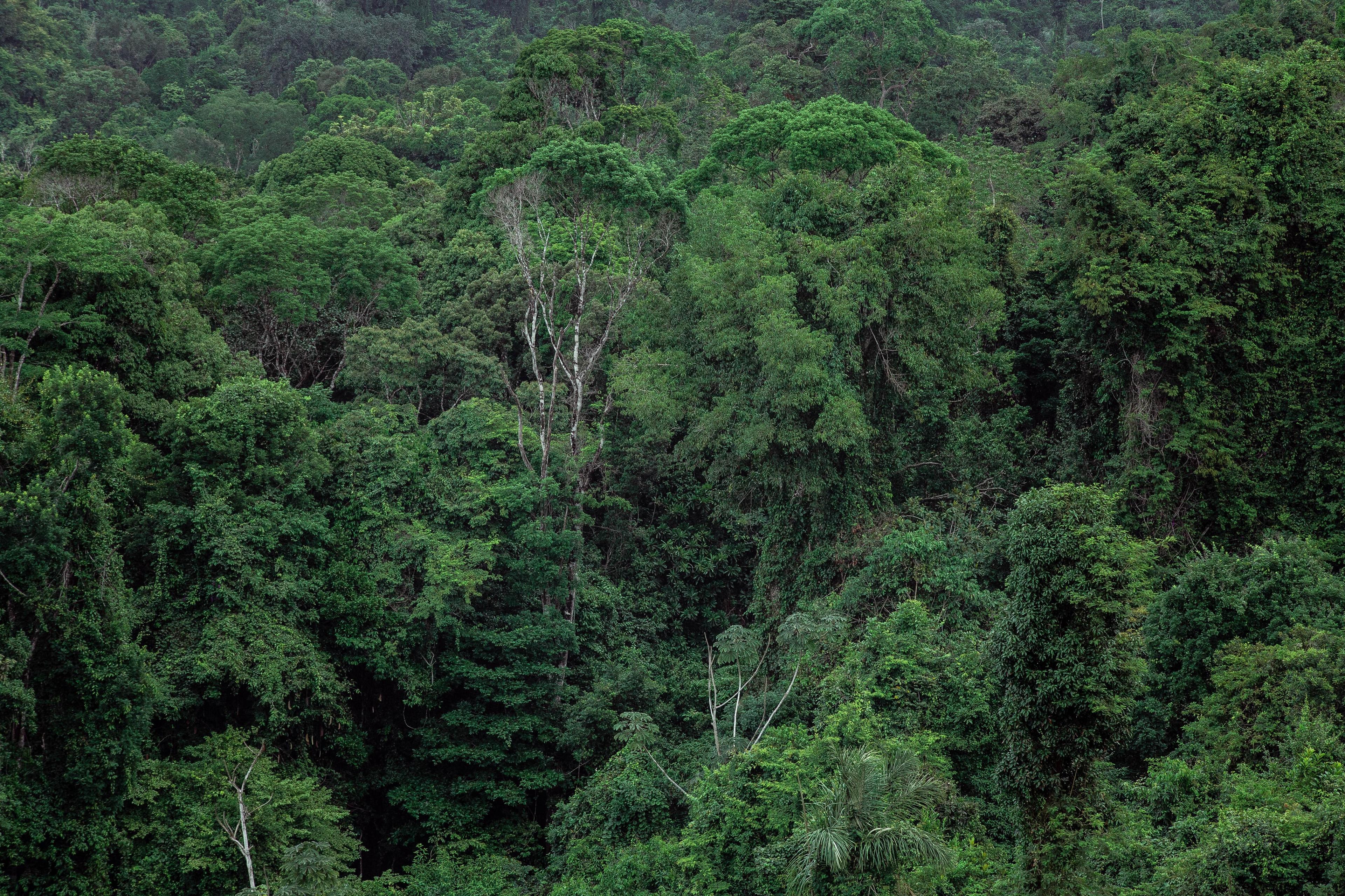 Dense tropical rainforest canopy with lush green foliage, showing diverse tree species and thick vegetation.