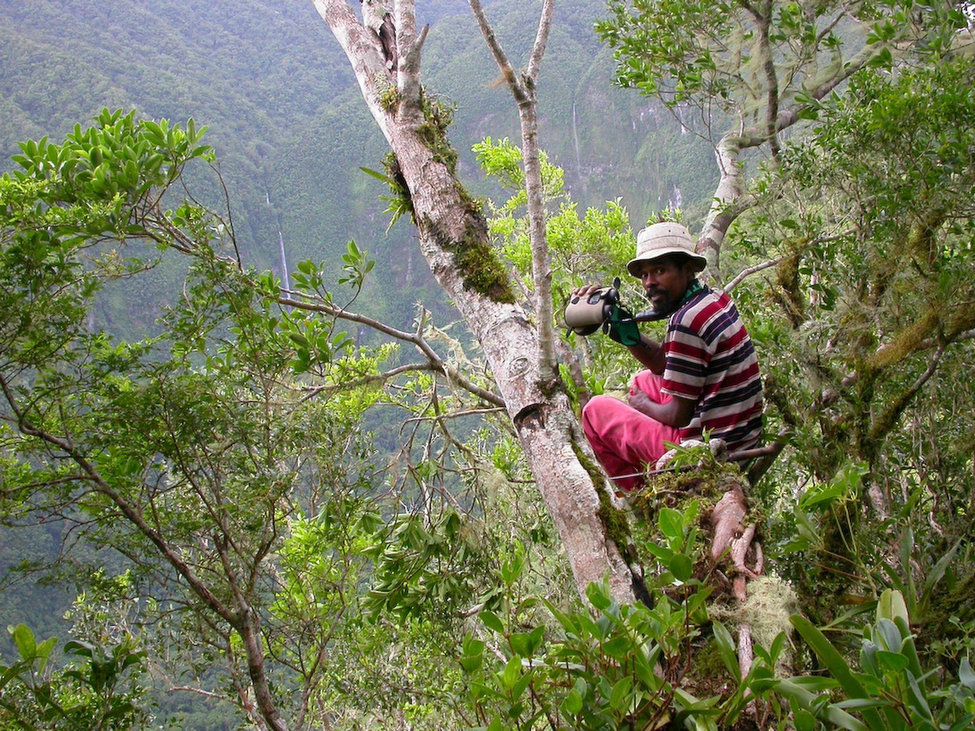 A person in striped shirt and hat sits high in a tree, drinking from a bottle, surrounded by lush green foliage in a mountainous area.