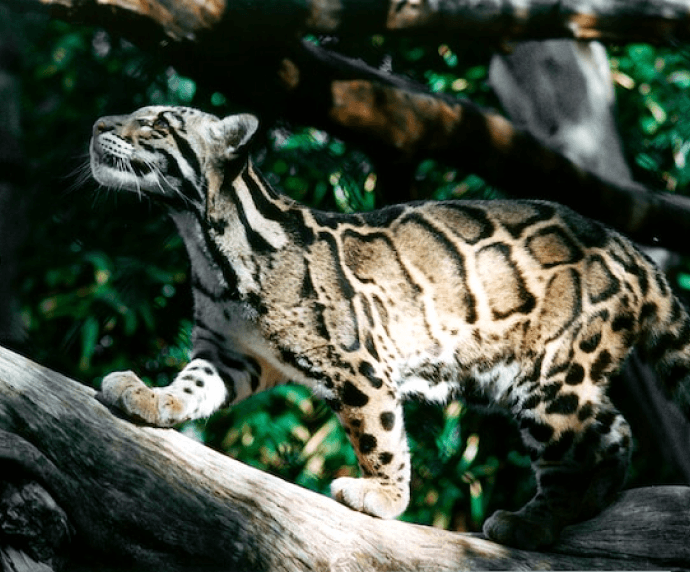 Clouded leopard standing on tree branch, looking up. Spotted fur pattern visible against lush green foliage background.